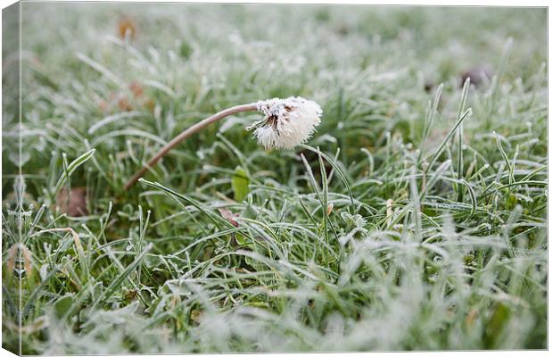 Frosty dandelion in lawn Canvas Print by J Lloyd