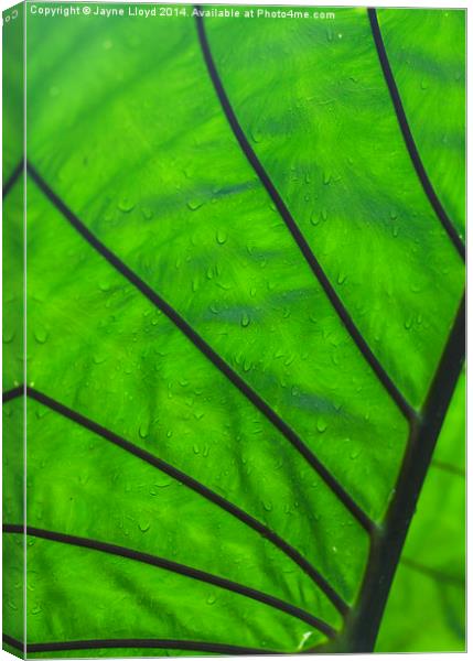 Wet green leaf Canvas Print by J Lloyd
