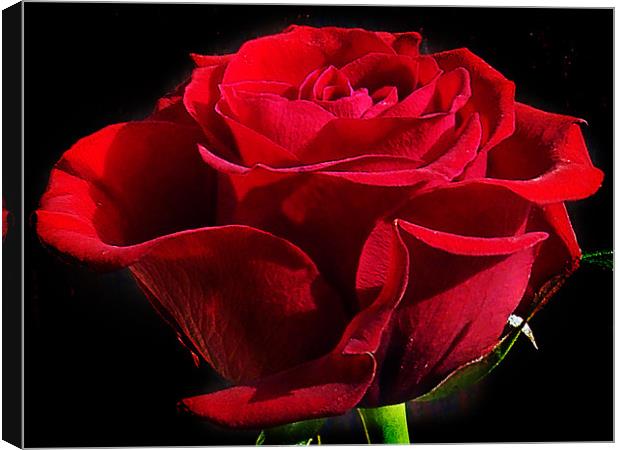 red rose Canvas Print by elvira ladocki