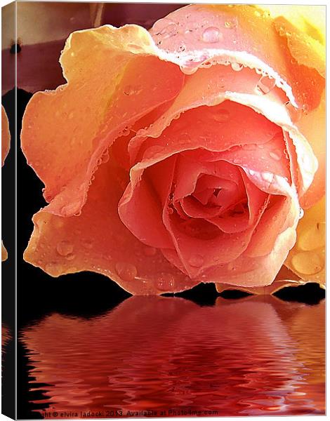 570-beautiful rose Canvas Print by elvira ladocki