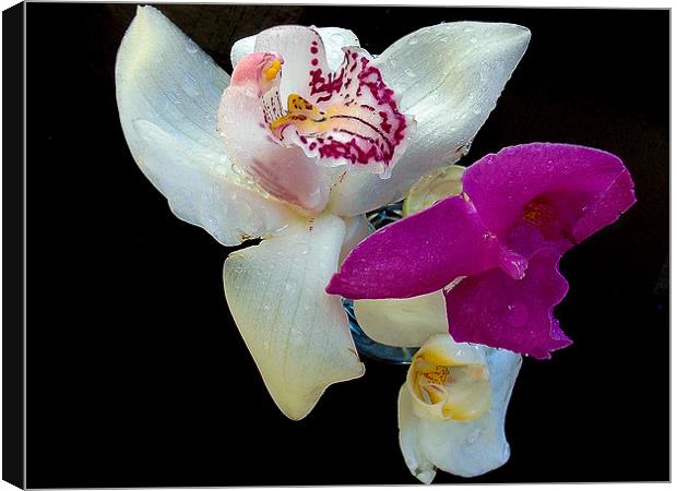 726-beautiful orchids Canvas Print by elvira ladocki