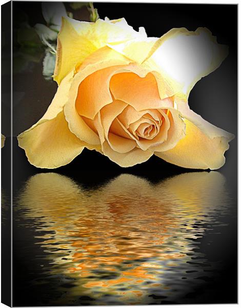 770-rose with thew reflections Canvas Print by elvira ladocki