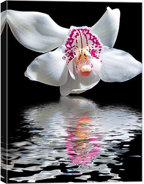 780-orchid with the reflections Canvas Print by elvira ladocki