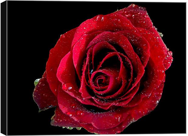 865-red rose Canvas Print by elvira ladocki
