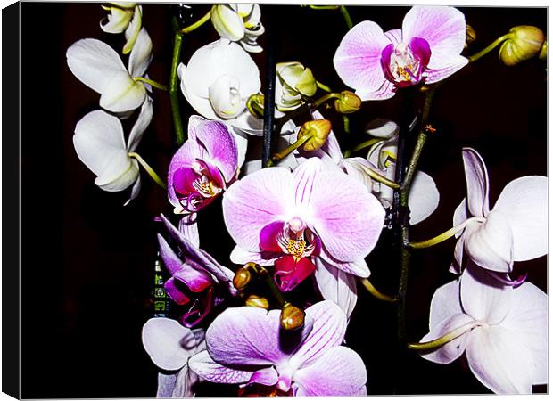 1148-beauty orchids Canvas Print by elvira ladocki