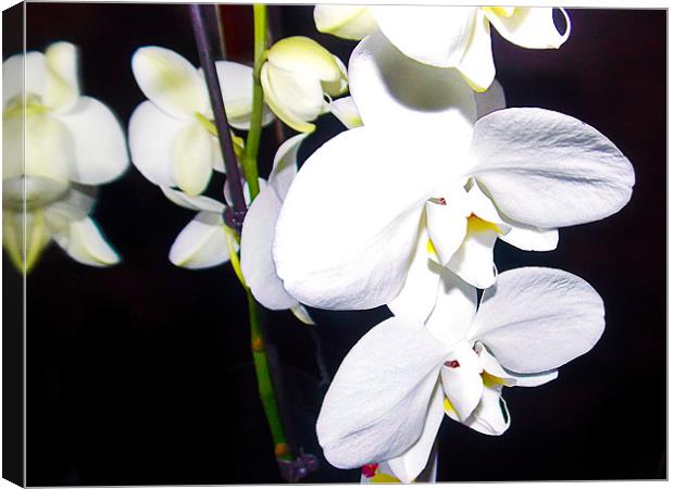 1152-white orchid Canvas Print by elvira ladocki