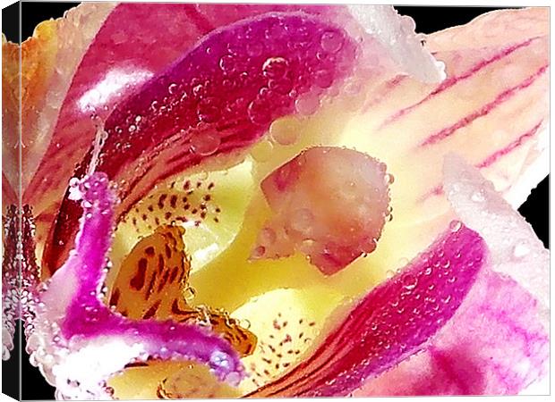 1198-beauty orchid Canvas Print by elvira ladocki