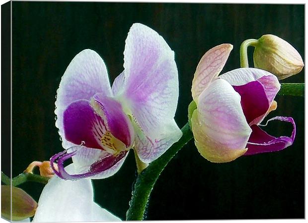 1200-beauty orchid Canvas Print by elvira ladocki