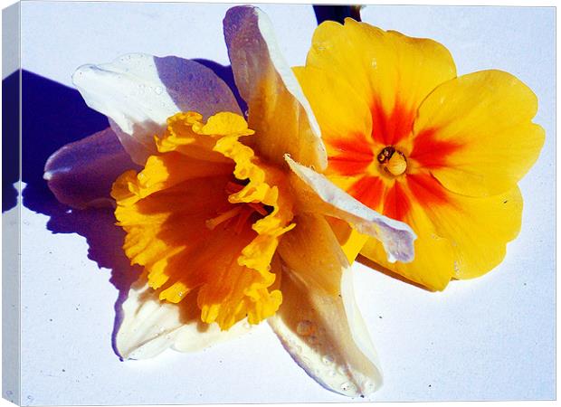 1218-spring flowers Canvas Print by elvira ladocki