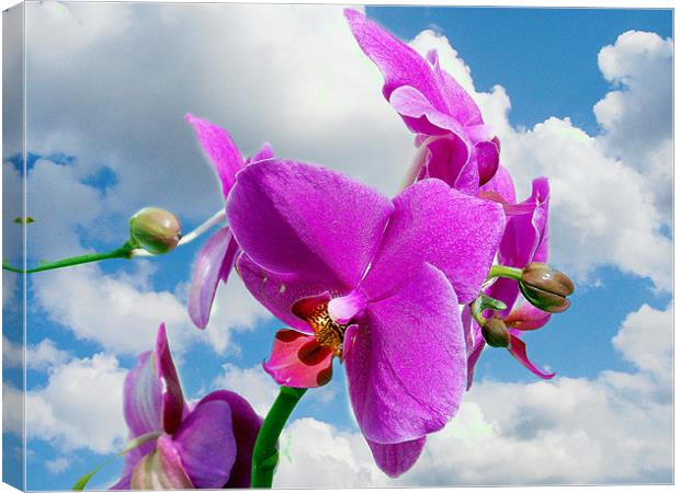 orchid in the clouds Canvas Print by elvira ladocki