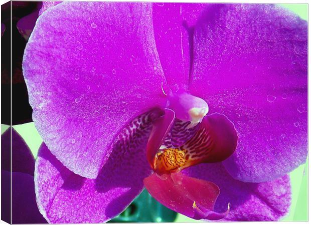 purple orchid Canvas Print by elvira ladocki