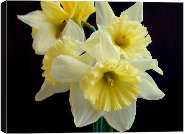 1444-beautiful narcissus Canvas Print by elvira ladocki