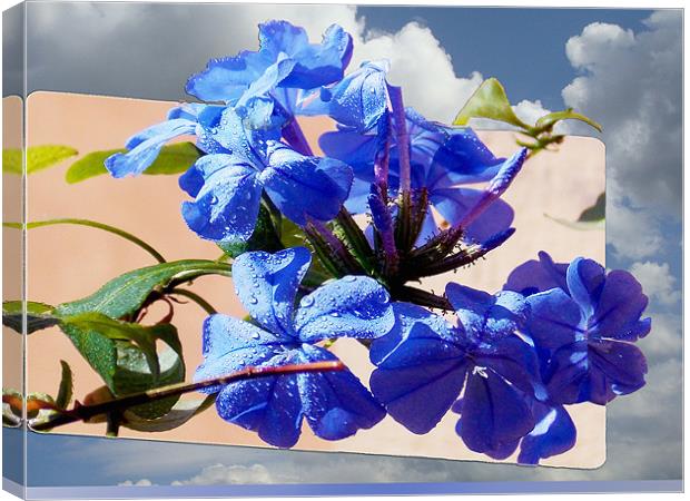 1604-blue plumbago Canvas Print by elvira ladocki