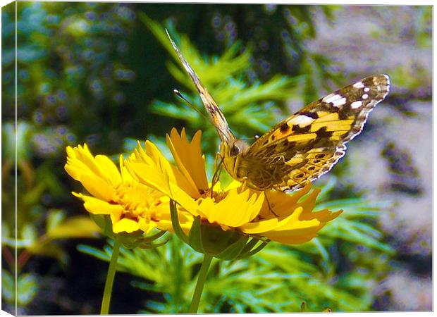 17325-buterfly on the flower Canvas Print by elvira ladocki