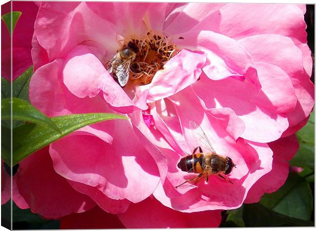 1693-insects on the rose Canvas Print by elvira ladocki