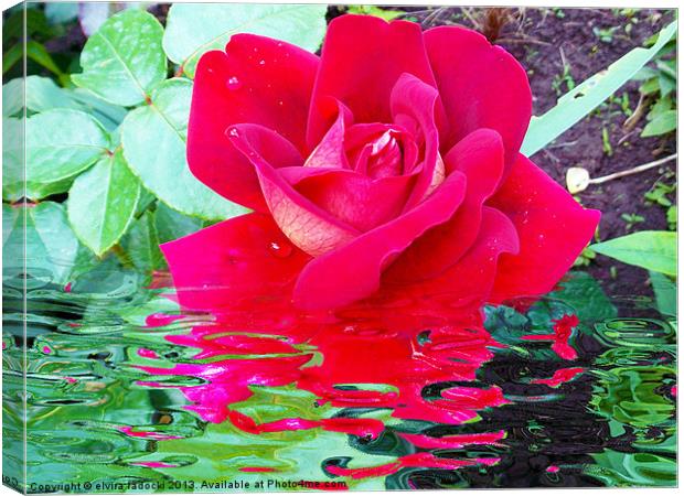 1781-rose with the reflections Canvas Print by elvira ladocki