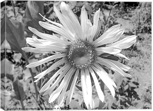 black and white flower Canvas Print by elvira ladocki