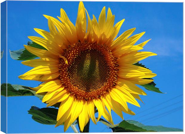 beauty sunflower Canvas Print by elvira ladocki