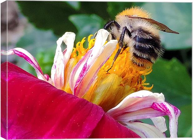 2199-bee on dahlia Canvas Print by elvira ladocki