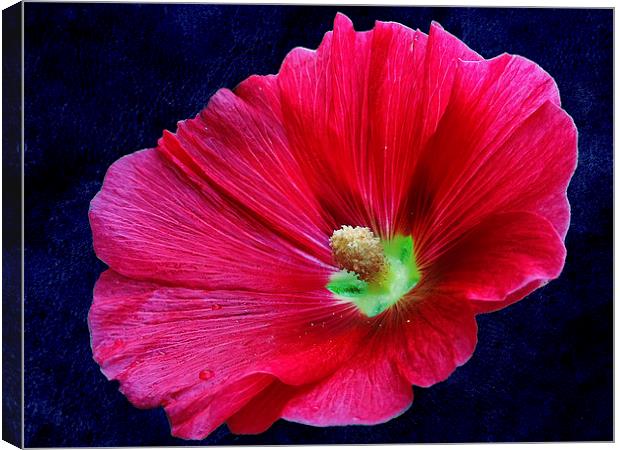 2228-*red flower Canvas Print by elvira ladocki