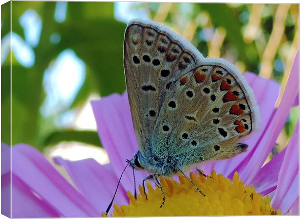 2285-nice butterfly Canvas Print by elvira ladocki