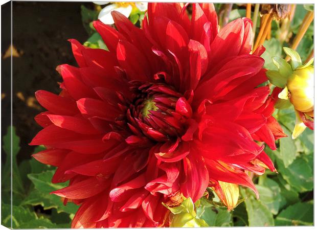 red dahlia Canvas Print by elvira ladocki