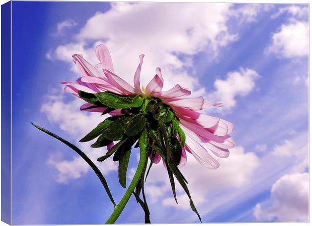 2335-pink flower Canvas Print by elvira ladocki