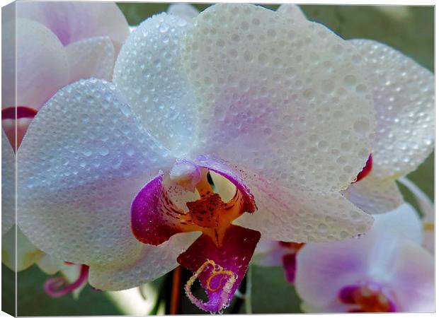 2385-beauty orchid Canvas Print by elvira ladocki