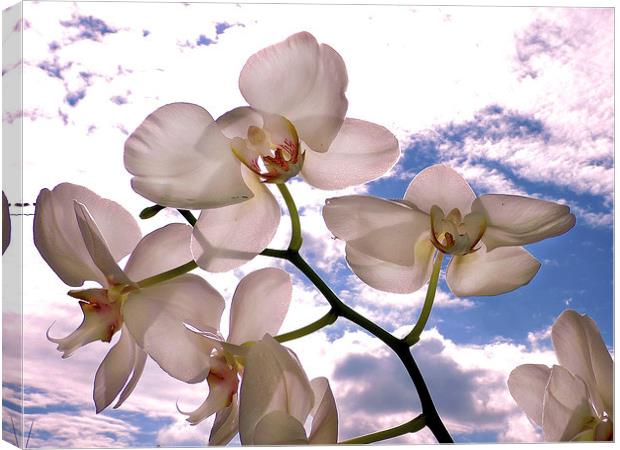 2388-orchid in clouds Canvas Print by elvira ladocki