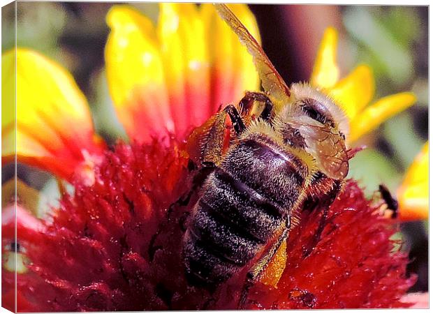 2423-bee on flower Canvas Print by elvira ladocki