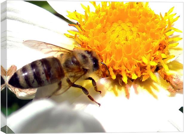 2467-bee on dahlia Canvas Print by elvira ladocki