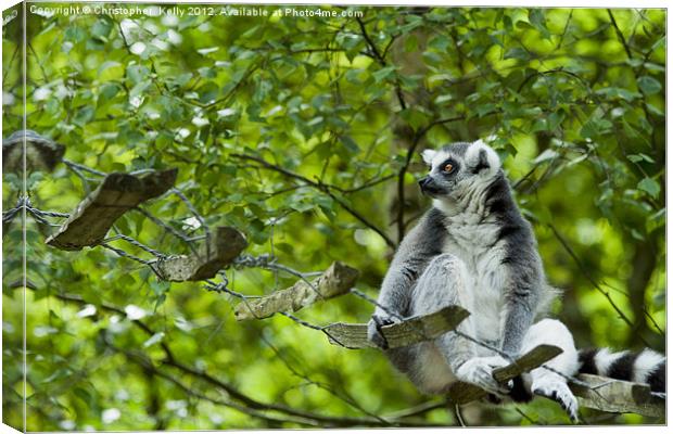Ring-tailed lemur (Lemur catta ) Canvas Print by Christopher Kelly