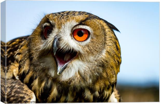 Scowl the Owl Canvas Print by Christopher Kelly