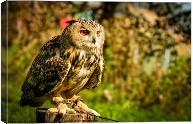 Hootie Canvas Print by Christopher Kelly