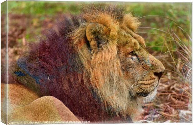 The Majestic Asian Lion Canvas Print by Luigi Petro
