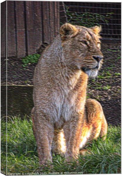 Lioness at the London Zoo, London, United Kingdom Canvas Print by Luigi Petro