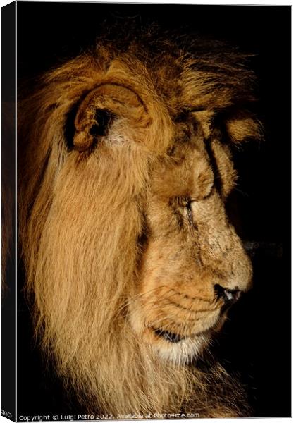 Asian lion in close up. Chester Zoo, United Kingdom. Canvas Print by Luigi Petro