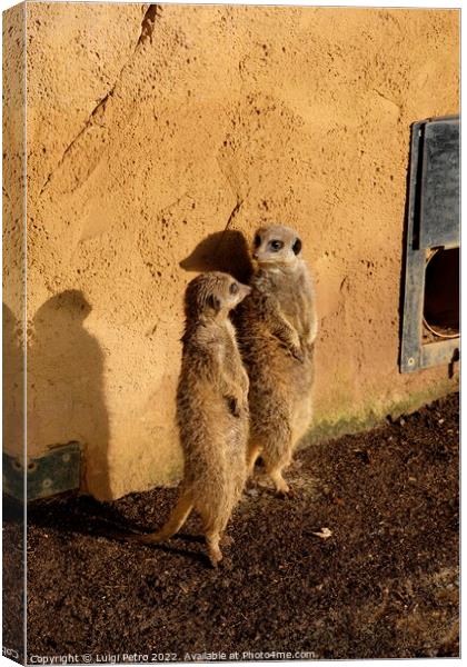 Watchful Meerkats of Chester Zoo Canvas Print by Luigi Petro