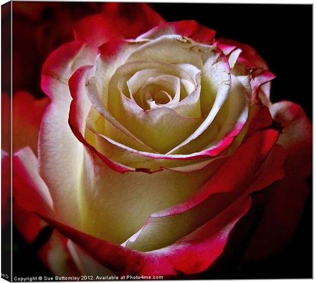 Rose beauty from inside out Canvas Print by Sue Bottomley