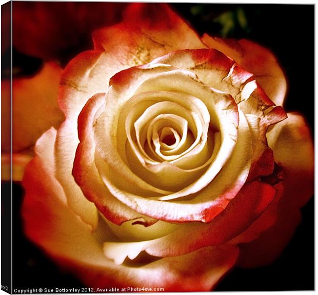 Red and cream rose Canvas Print by Sue Bottomley