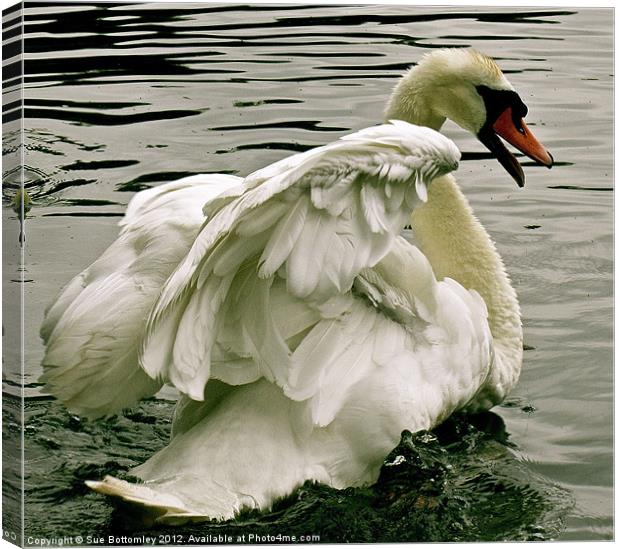 Swan in motion Canvas Print by Sue Bottomley