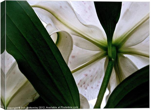 View from under white Lily Canvas Print by Sue Bottomley