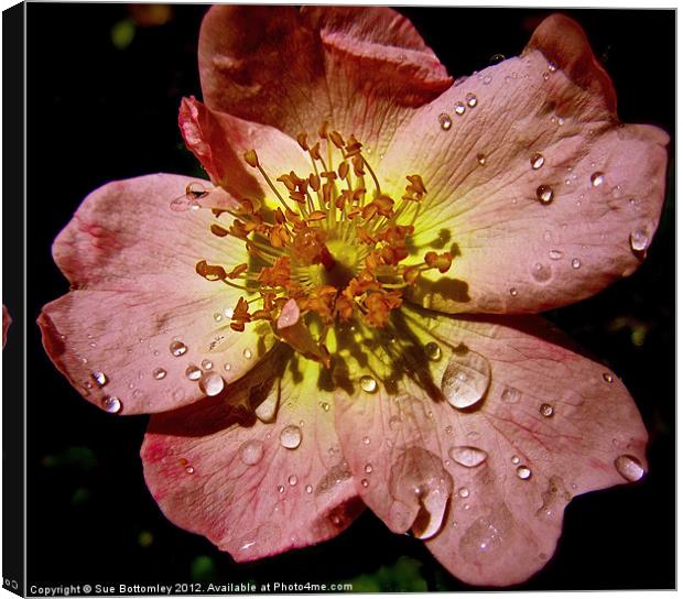 Flower after the rain (2) Canvas Print by Sue Bottomley