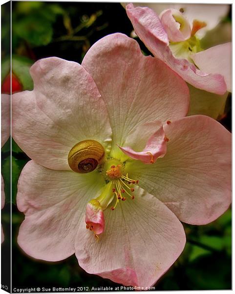 Snail hanging onto pink flower Canvas Print by Sue Bottomley