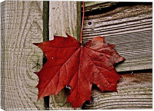 Autumn leaf just hanging around Canvas Print by Sue Bottomley
