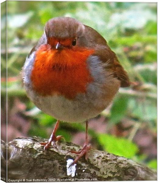 Robin Red Breast Canvas Print by Sue Bottomley
