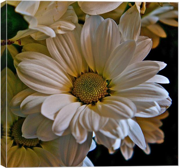 Daisy Canvas Print by Sue Bottomley