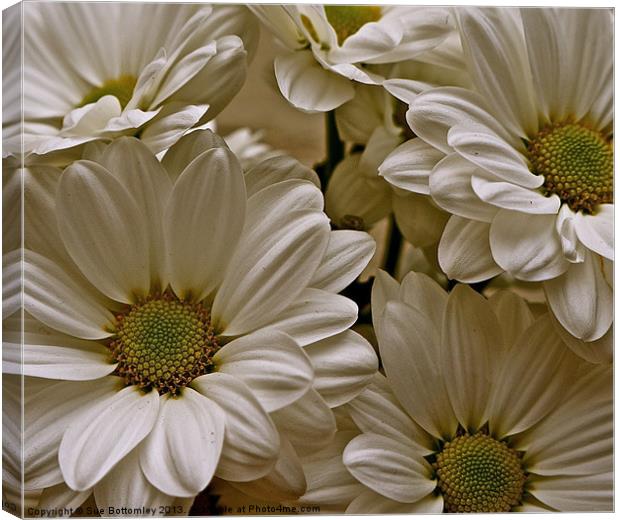 Bold striking Daisys Canvas Print by Sue Bottomley