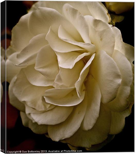 Side of a white rose Canvas Print by Sue Bottomley