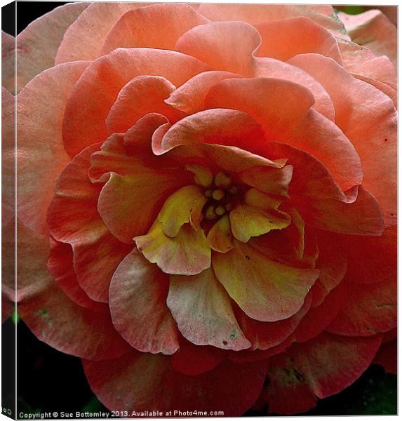 Pink flower up close Canvas Print by Sue Bottomley